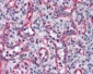 TUBA4A / TUBA1 Antibody (clone 2E11)